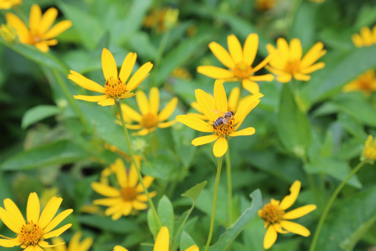 金盏花和小蜜蜂