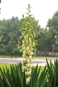 白色的凤尾丝兰串花