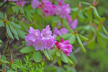 杜鹃花