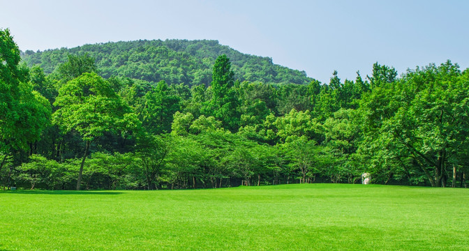 草坪 树林 草地 绿树林