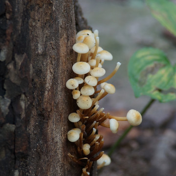 野蘑菇 蕈