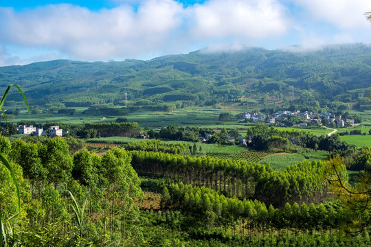 乡村背景 清晨