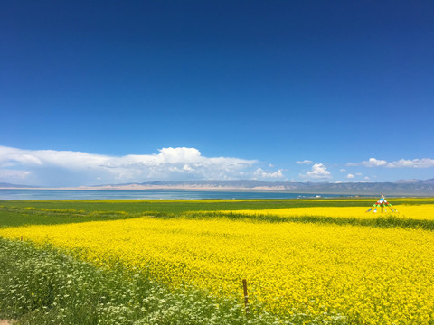 油菜花