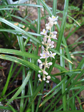 麦冬花