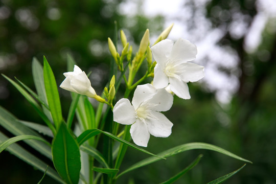 小白花