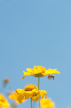 金鸡菊鲜花