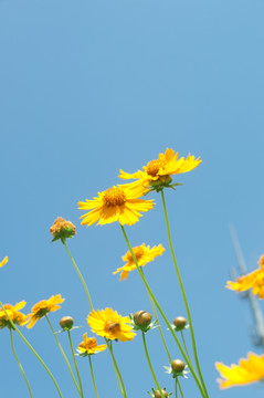 金鸡菊