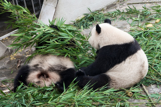 大熊猫 情侣的嬉戏
