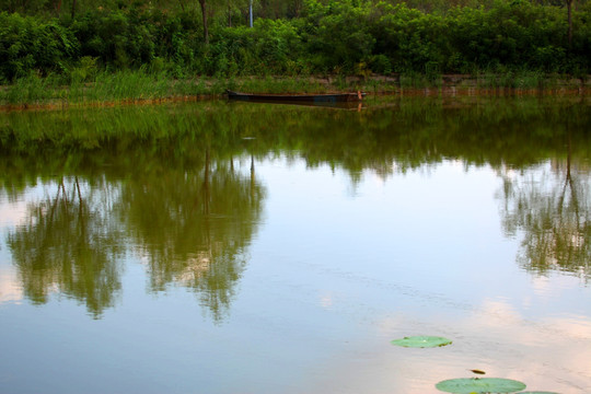 湿地 莲叶 池塘 自然