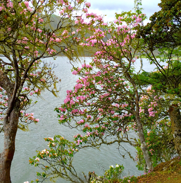 碧塔海杜鹃花