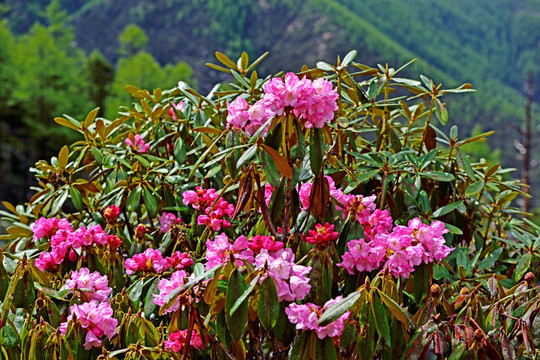 杜鹃花