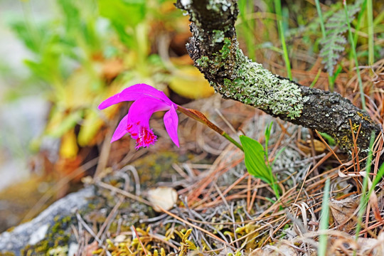 兰花 野生独蒜兰