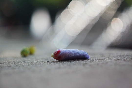 唯美 特写 花 花蕾 花苞