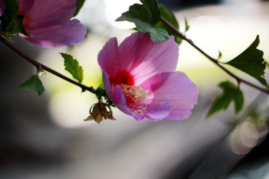 唯美 花 花蕾 花苞 花萼 静