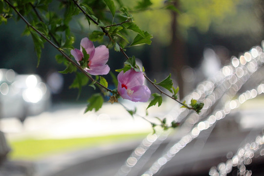 唯美 特写 花 花蕾 花苞