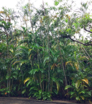 台湾岛内植物