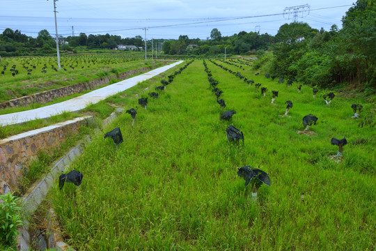 现代农业示范区 示范区