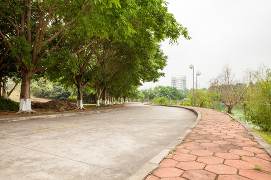 林荫路河流