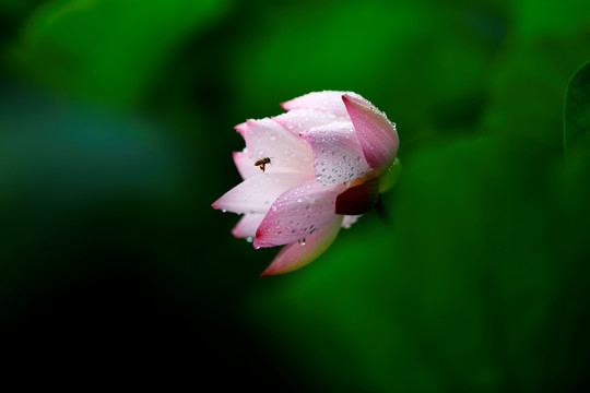 雨荷