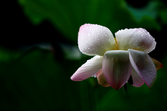 雨荷