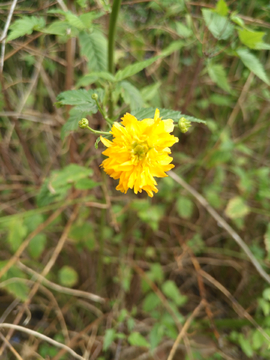 棣堂花