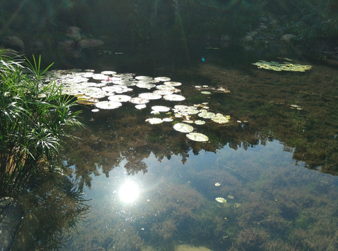 池塘和水草