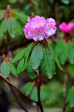 杜鹃花