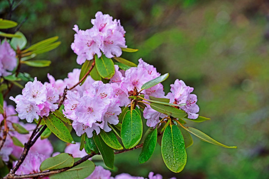 杜鹃花