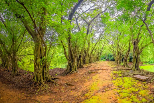 森林小路