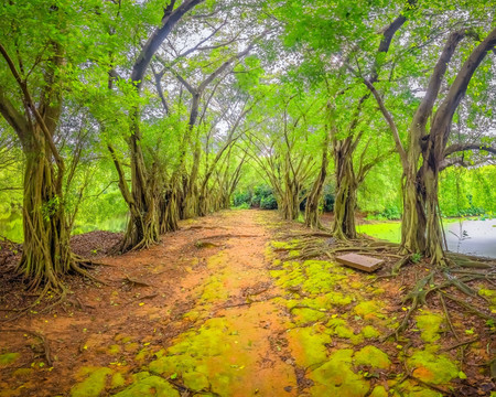 森林小路