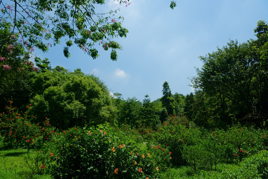 云溪公园大红花园