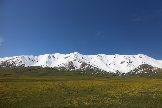 雪山草原