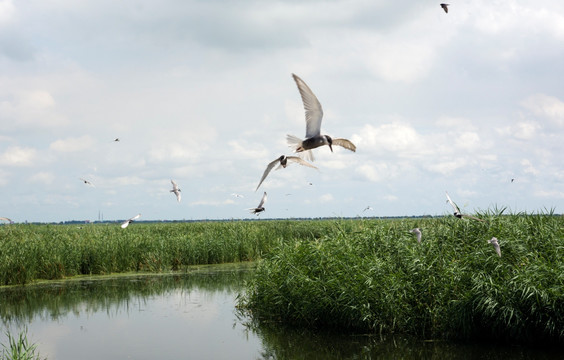 湿地飞行的海鸥