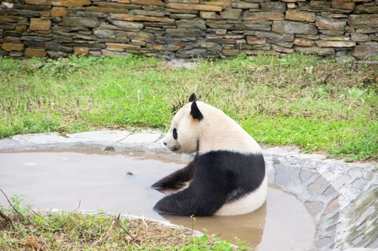 卧龙大熊猫基地