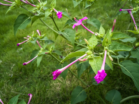 胭脂花