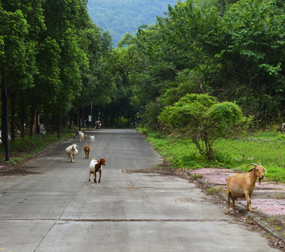 羊 山羊走在公路上