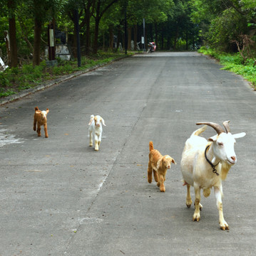羊 小羊羔与母亲走在公路上
