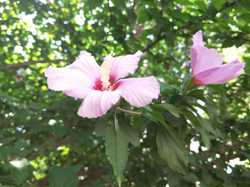 木槿花