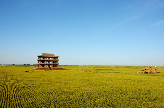 稻田中的复古建筑