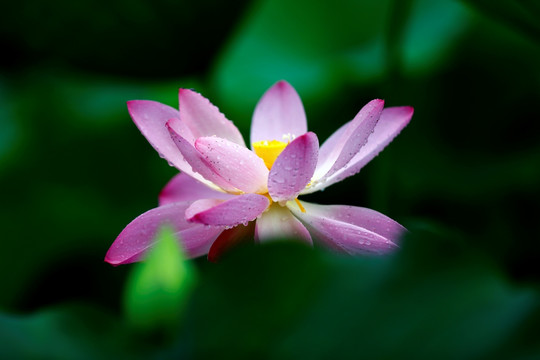 雨荷