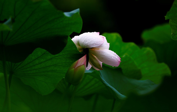 雨荷