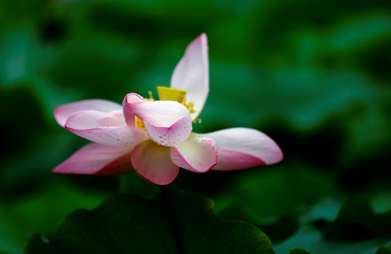 雨荷