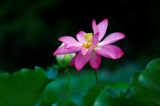 雨荷