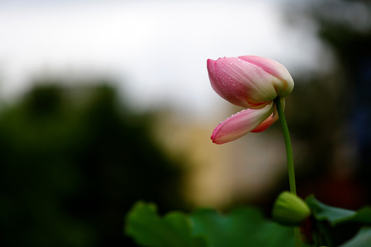 雨荷