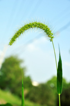 狗尾巴草