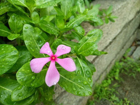 长春花