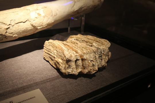 古菱齿象门牙化石 古菱齿象臼