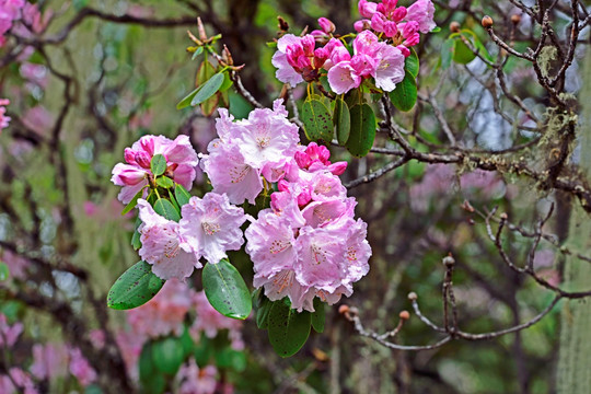 杜鹃花 杜鹃林