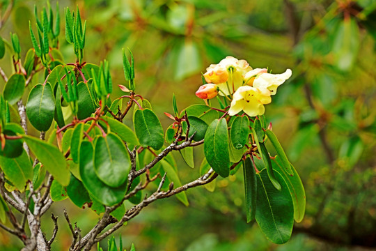 黄杜鹃 杜鹃花开