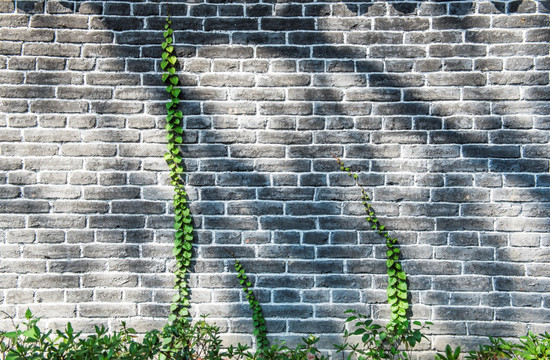 青砖墙素材 植物墙